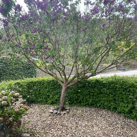 Auf Muehlenfeld هيمباخ